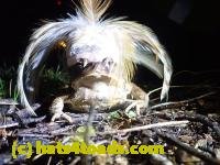 /home//u458753944/public_html/sourcegallery//////Roxborough Toad Detour/2022/2022-03-19/P3190927.JPG